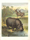 Thumbnail 0005 of Wild animals