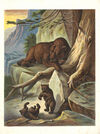 Thumbnail 0007 of Wild animals