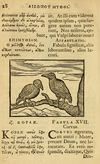 Thumbnail 0030 of Fabulæ Æsopi