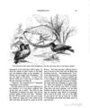Thumbnail 0051 of Hans Christian Andersen