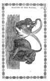 Thumbnail 0013 of History and anecdotes of the elephant