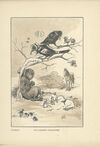Thumbnail 0005 of Cheep and chatter