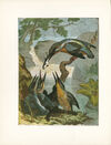 Thumbnail 0066 of Some of my feathered and four-footed friends