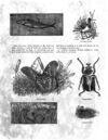 Thumbnail 0033 of Ted, Goldlocks, and others