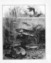 Thumbnail 0022 of The one syllable book