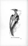 Thumbnail 0124 of Cracked corn