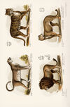 Thumbnail 0024 of Cat family