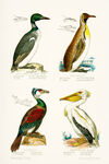 Thumbnail 0024 of Swimming birds