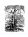 Thumbnail 0017 of Popsey Manor