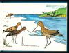 Thumbnail 0005 of The little godwit