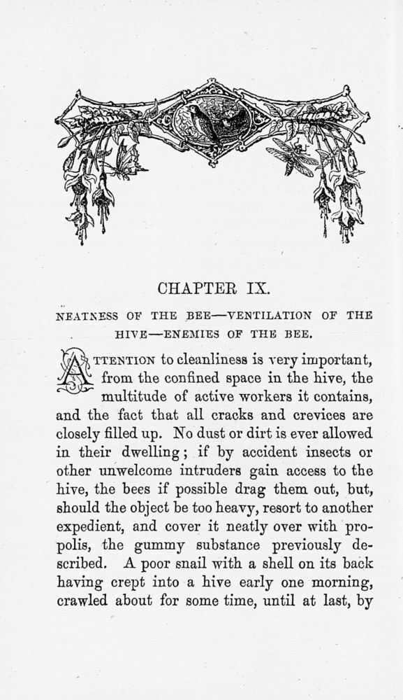 Scan 0089 of Hive and its wonders