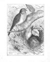 Thumbnail 0055 of The youngster