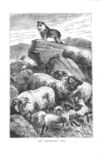 Thumbnail 0076 of Pictures and stories of natural history