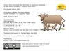 Thumbnail 0002 of Moo moo brown cow, have you any milk?