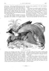 Thumbnail 0042 of St. Nicholas. May 1875