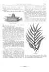 Thumbnail 0040 of St. Nicholas. August 1875