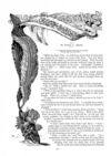 Thumbnail 0057 of St. Nicholas. August 1888