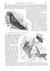 Thumbnail 0053 of St. Nicholas. September 1888