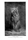Thumbnail 0063 of St. Nicholas. September 1888