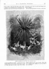 Thumbnail 0058 of St. Nicholas. November 1886