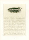 Thumbnail 0063 of Cape Town Dicky