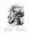Thumbnail 0038 of The wonderful kittens