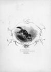 Thumbnail 0006 of Pleasant tale of Puss and Robin, and their friends Kitty and Bob