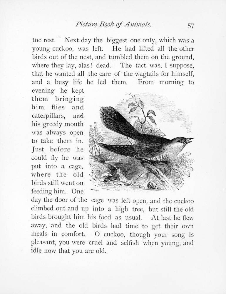 Scan 0064 of Picture book of animals
