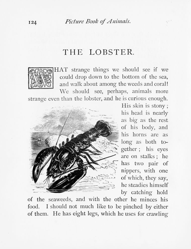 Scan 0131 of Picture book of animals