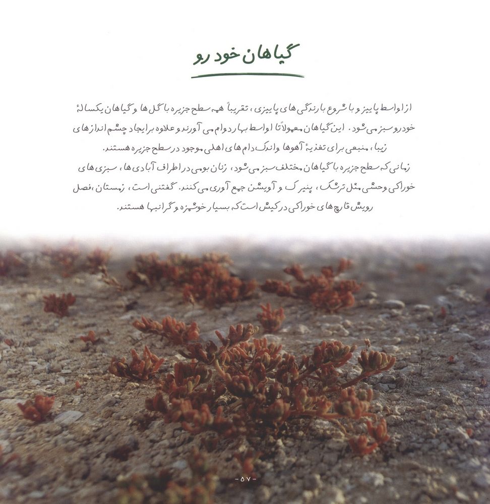 Scan 0061 of كيش