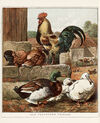 Thumbnail 0030 of Our farm-yard friends