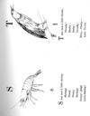 Thumbnail 0119 of Nonsense songs, stories, botany, and alphabets