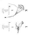 Thumbnail 0113 of Nonsense songs, stories, botany, and alphabets