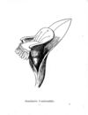 Thumbnail 0011 of Nonsense botany, and nonsense alphabets, etc. etc