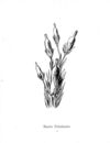Thumbnail 0012 of Nonsense botany, and nonsense alphabets, etc. etc