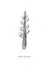 Thumbnail 0013 of Nonsense botany, and nonsense alphabets, etc. etc