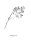 Thumbnail 0015 of Nonsense botany, and nonsense alphabets, etc. etc