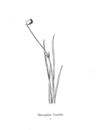 Thumbnail 0021 of Nonsense botany, and nonsense alphabets, etc. etc
