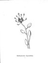 Thumbnail 0022 of Nonsense botany, and nonsense alphabets, etc. etc