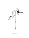 Thumbnail 0024 of Nonsense botany, and nonsense alphabets, etc. etc
