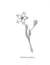 Thumbnail 0030 of Nonsense botany, and nonsense alphabets, etc. etc