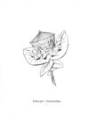 Thumbnail 0032 of Nonsense botany, and nonsense alphabets, etc. etc