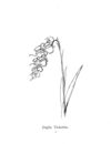 Thumbnail 0033 of Nonsense botany, and nonsense alphabets, etc. etc