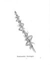 Thumbnail 0035 of Nonsense botany, and nonsense alphabets, etc. etc