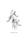 Thumbnail 0038 of Nonsense botany, and nonsense alphabets, etc. etc