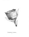 Thumbnail 0041 of Nonsense botany, and nonsense alphabets, etc. etc