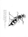 Thumbnail 0073 of Nonsense botany, and nonsense alphabets, etc. etc