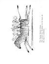 Thumbnail 0076 of Nonsense botany, and nonsense alphabets, etc. etc