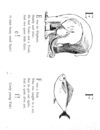 Thumbnail 0105 of Nonsense botany, and nonsense alphabets, etc. etc