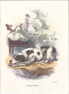 Thumbnail 0044 of Cat and dog, or, Memoirs of Puss and the Captain